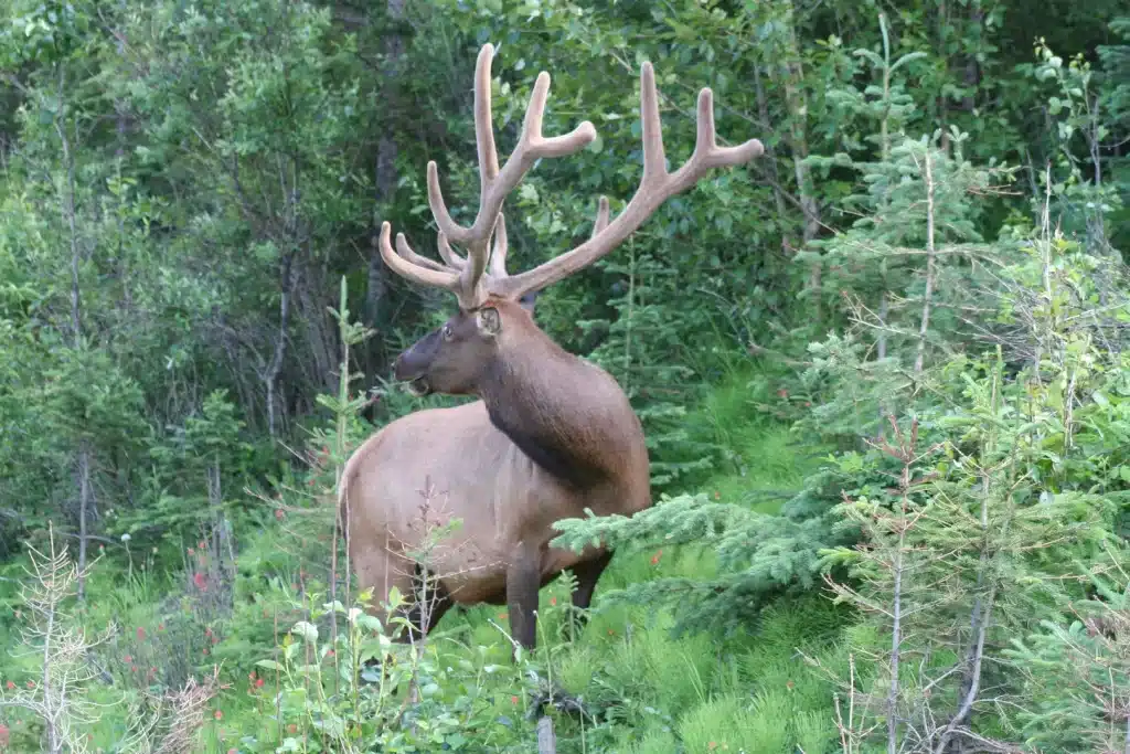 Canada Alberta natuur JasperNP hert