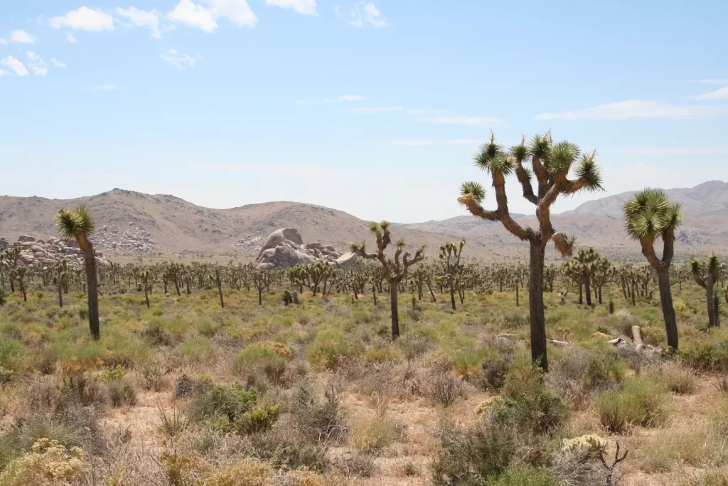 Bouwstenen statenprovincies woestijn Joshua Tree