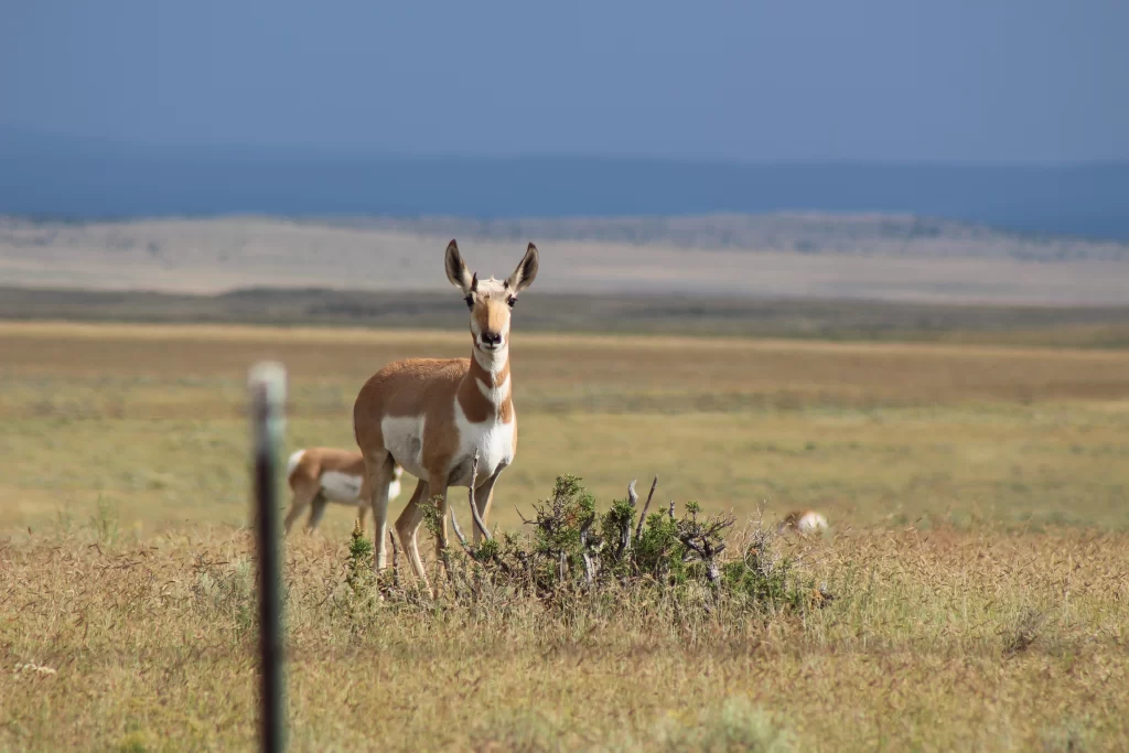 Home Bouwstenen prairies New Mexico