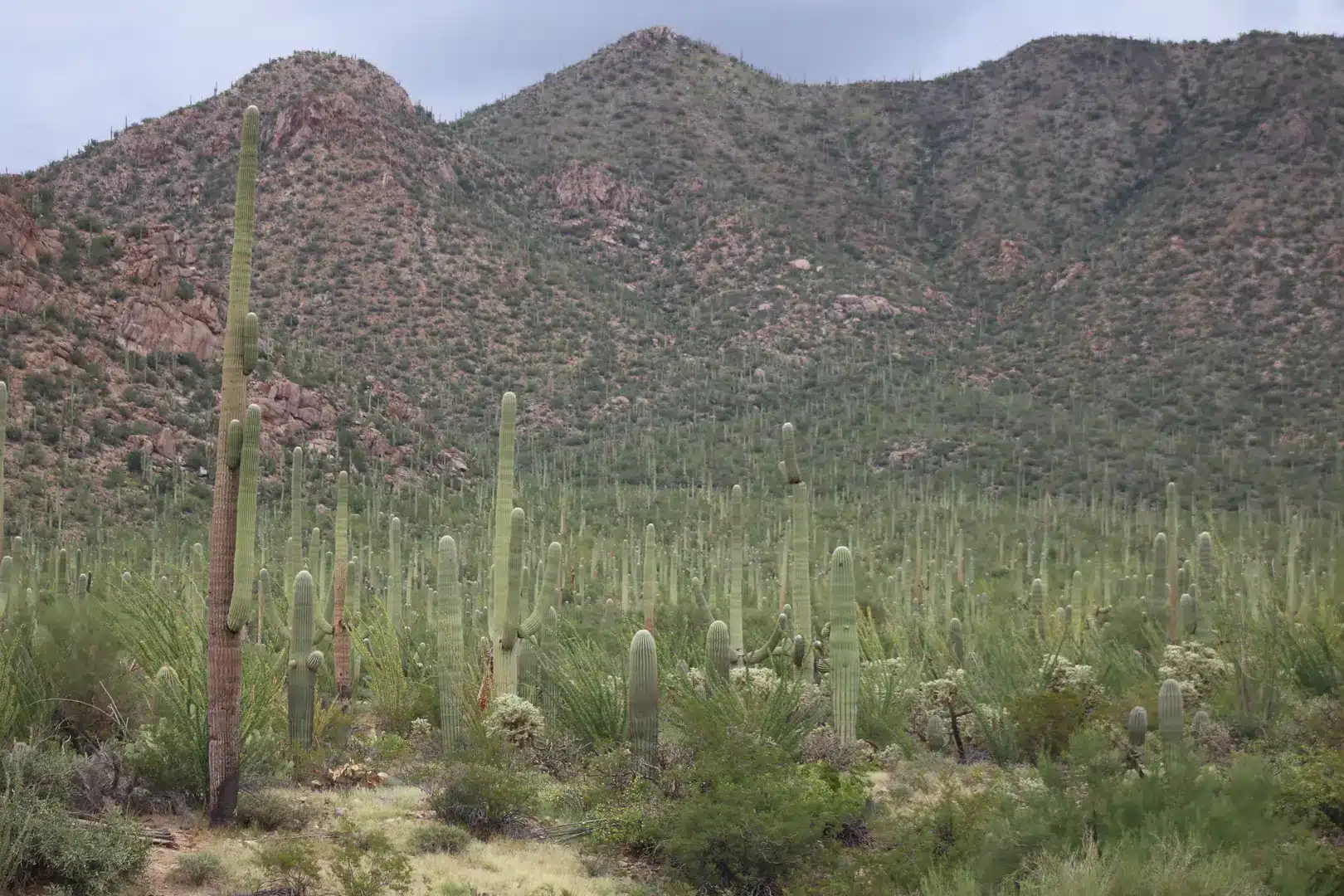 Tucson-spoor