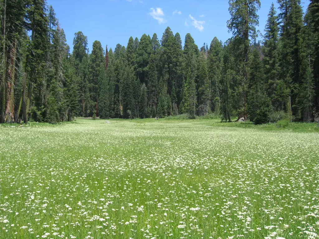 USA Californie natuur Sequoia Healstead Meadow