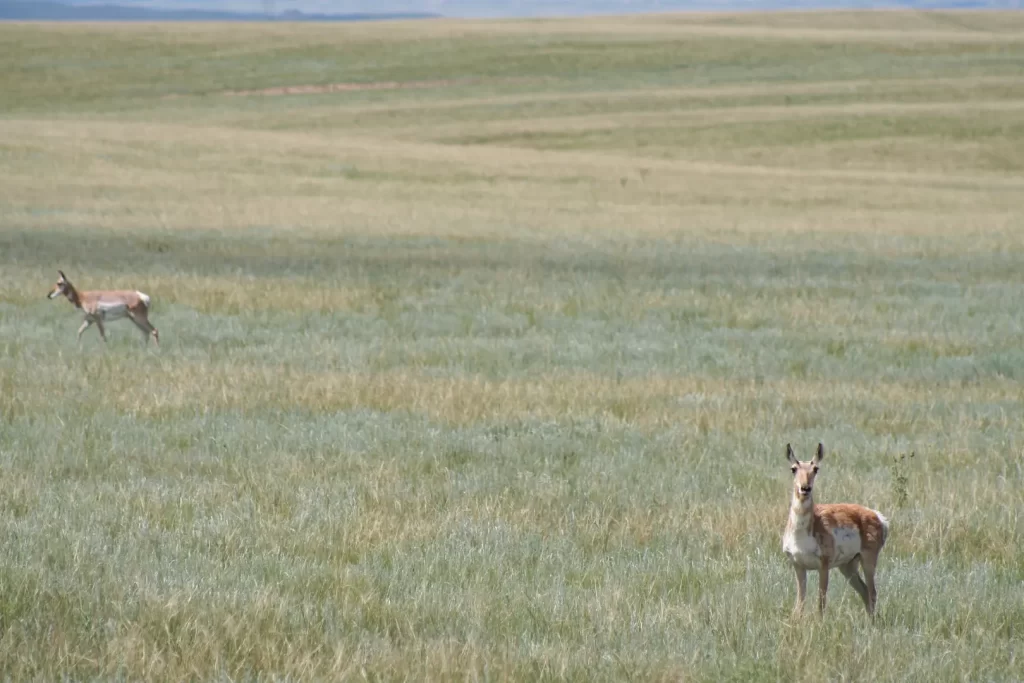 USA Colorado natuur Pawnee pronghorns