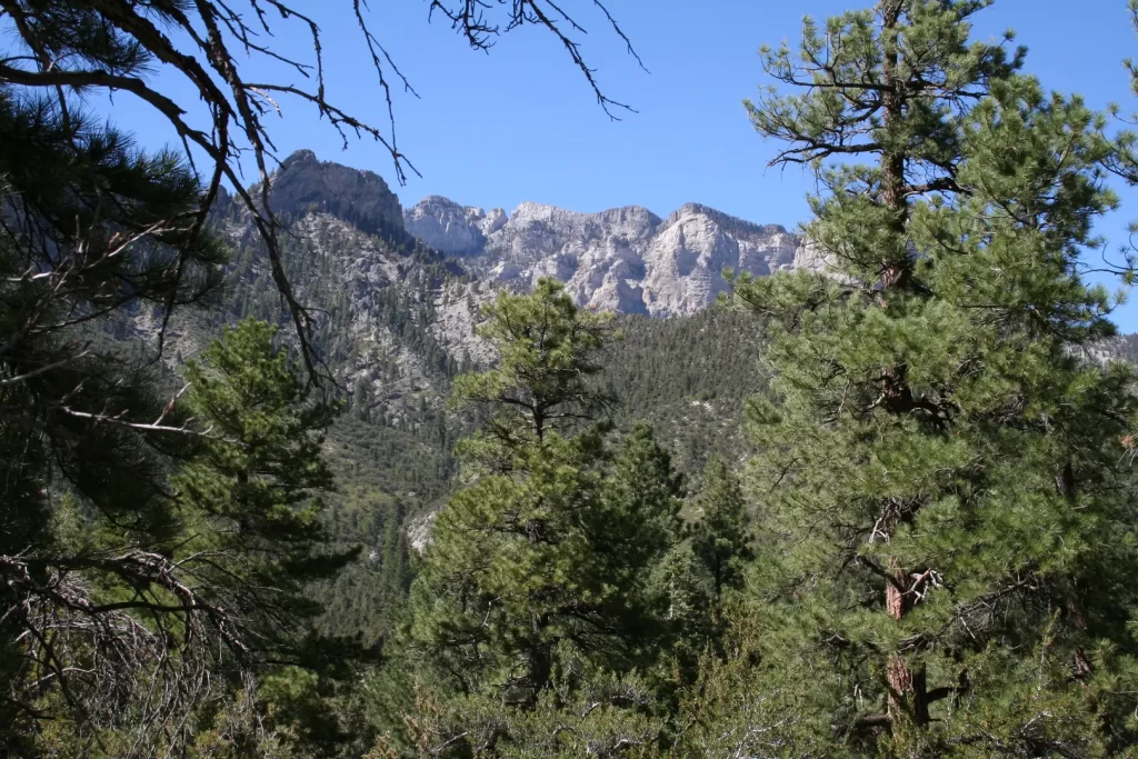 USA Nevada natuur Spring Mountains bossen