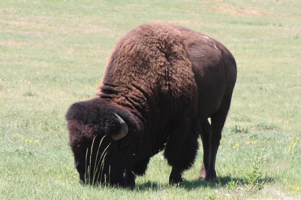 Custer State Park bizon